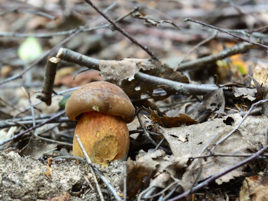 Грибы растущие под липой