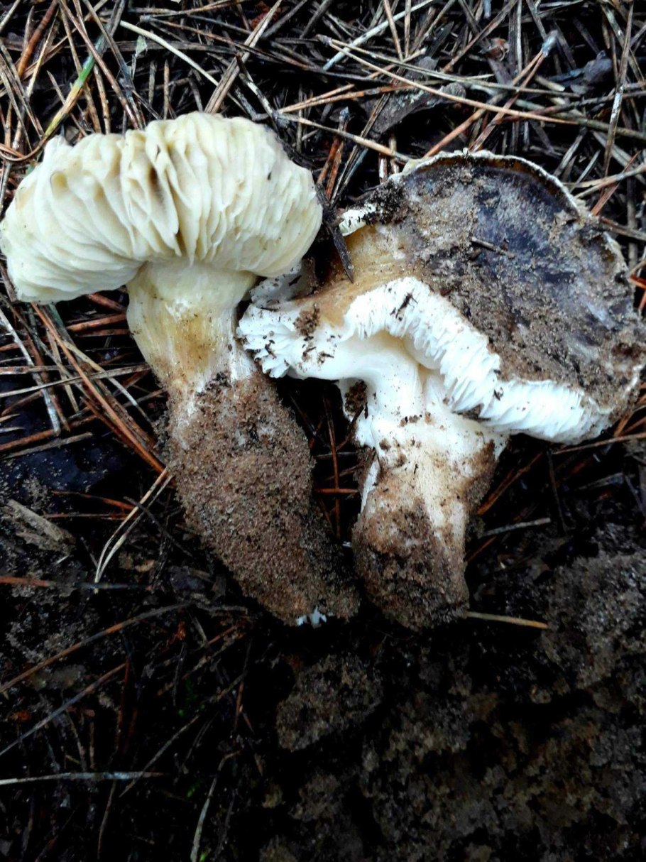 Гриб рядовка с толстой ножкой