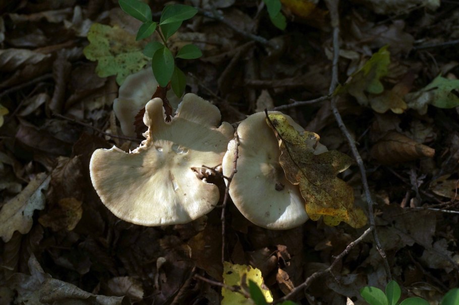 Рядовка скученная Lyophyllum decastes съедобная