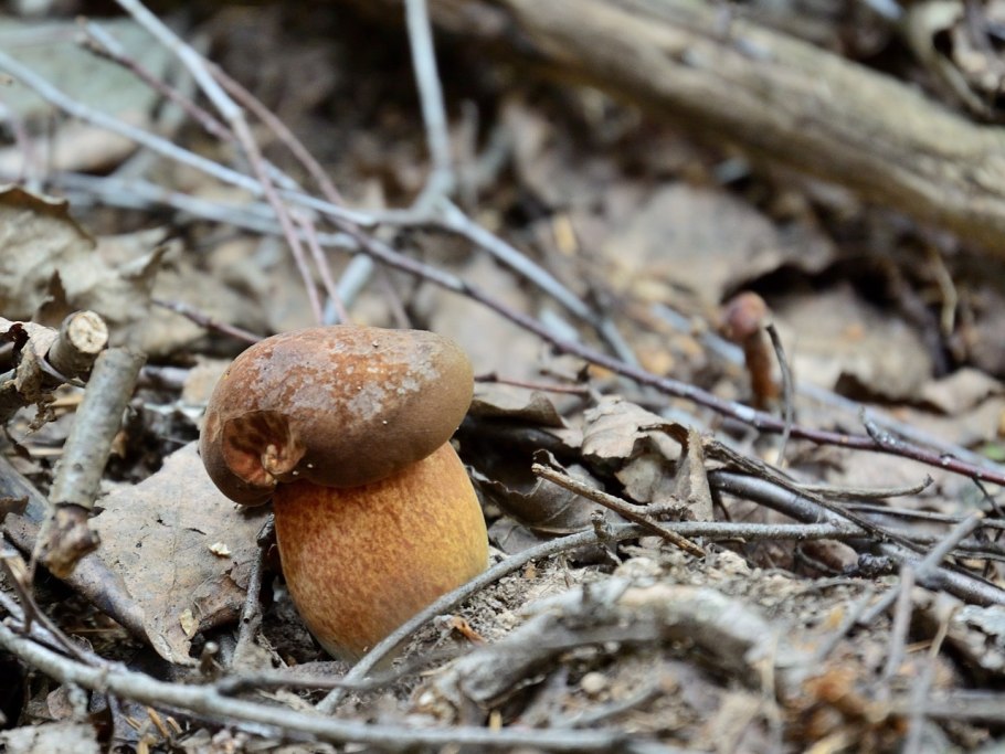 Гриб Подлипник