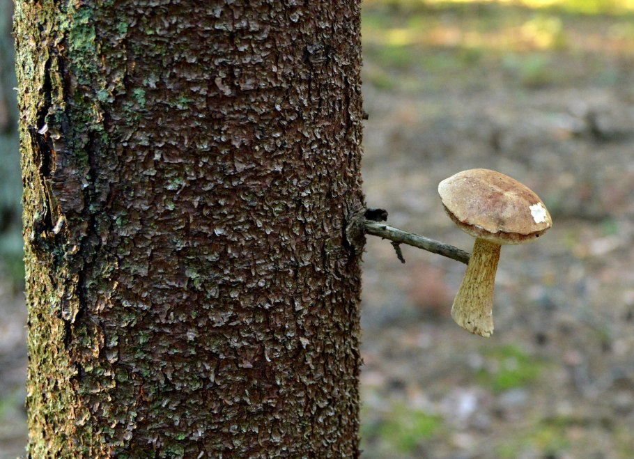 Грузди березовые