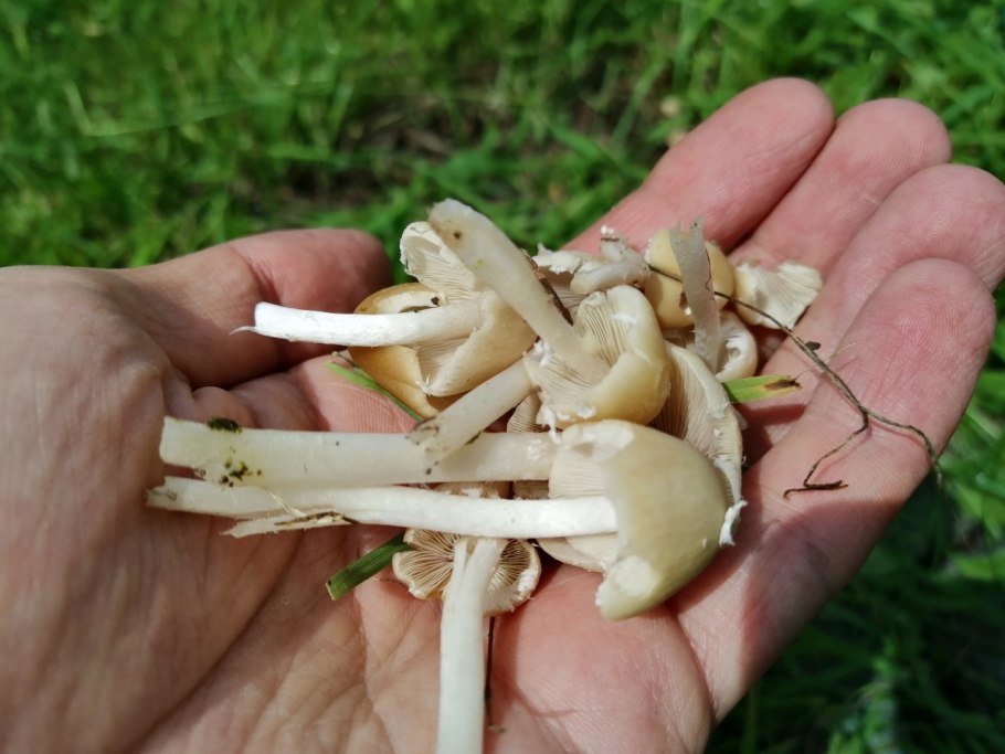 Опята луговые ложные