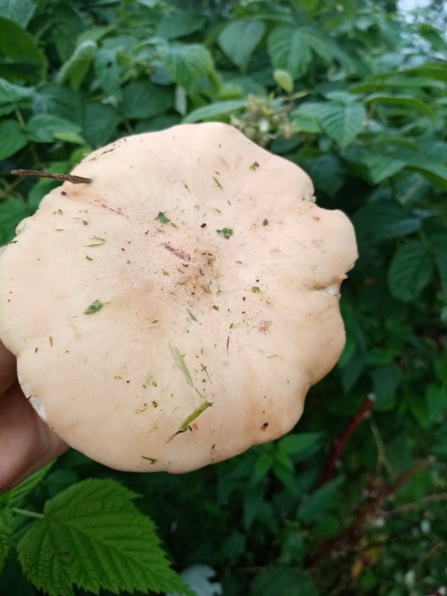 Грибы на поваленных деревьях съедобные