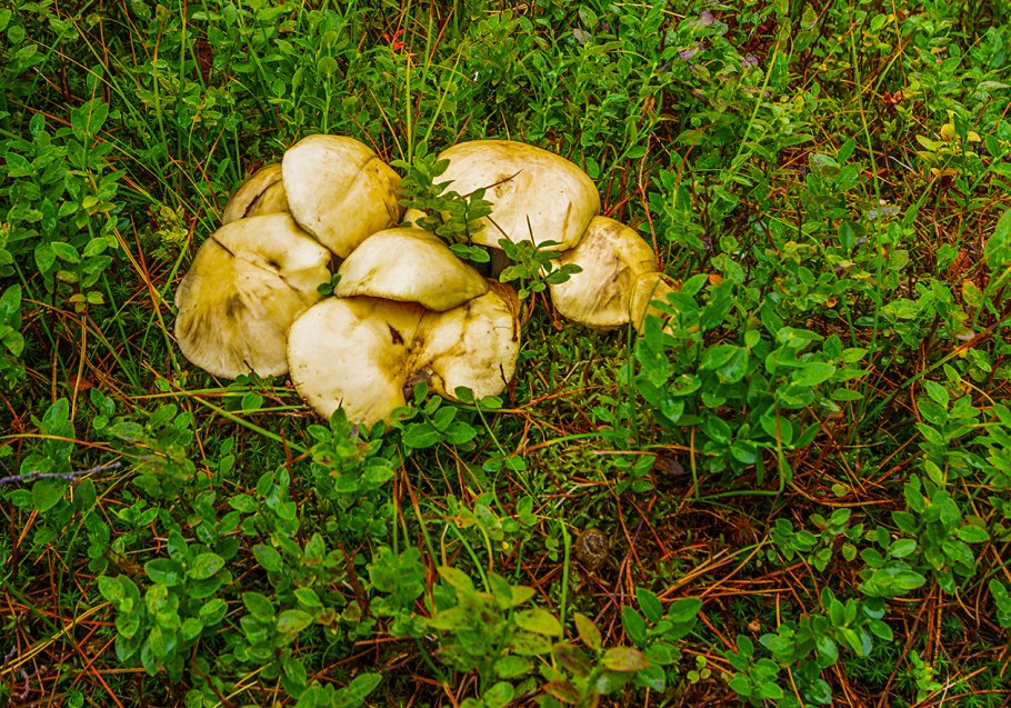 Грибы в Дубовом лесу