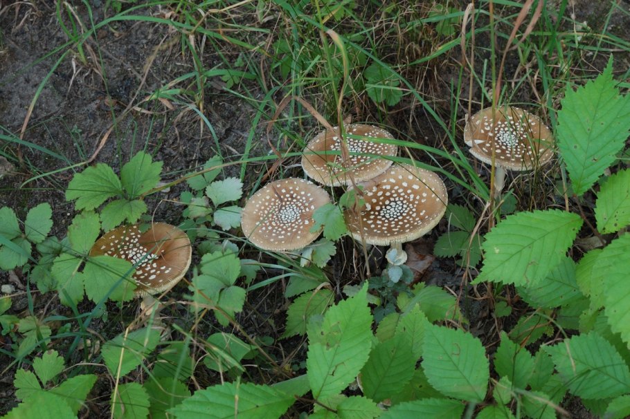 Грибы растущие под листвой