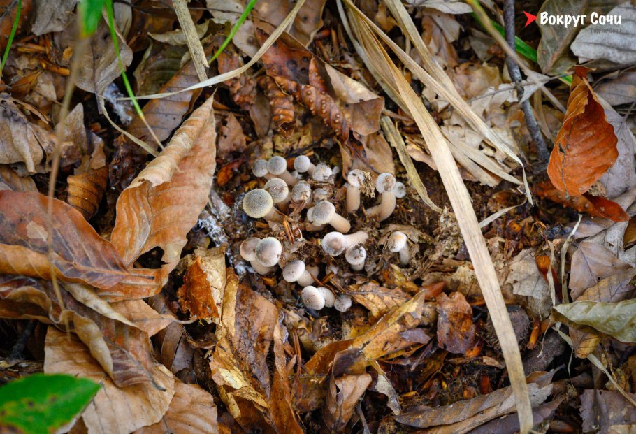 Опята грибы в крыму