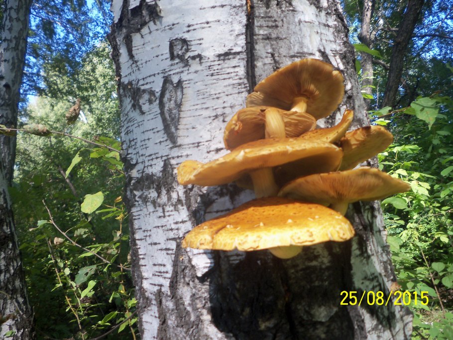 Грибы растущие в земле