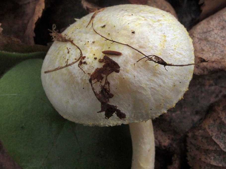 Черные грибы на дереве