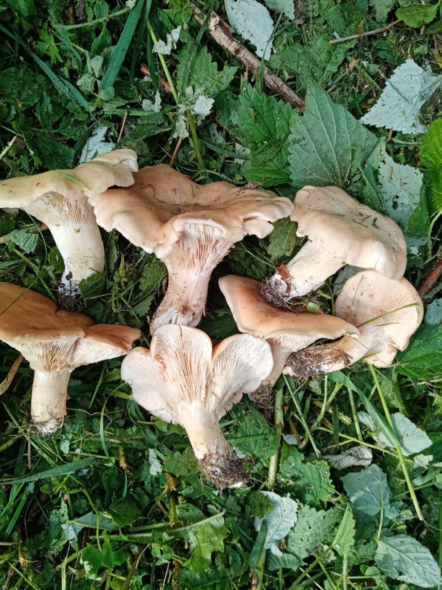 Если гриб перезрела пахнет сероводородом что это за гриб