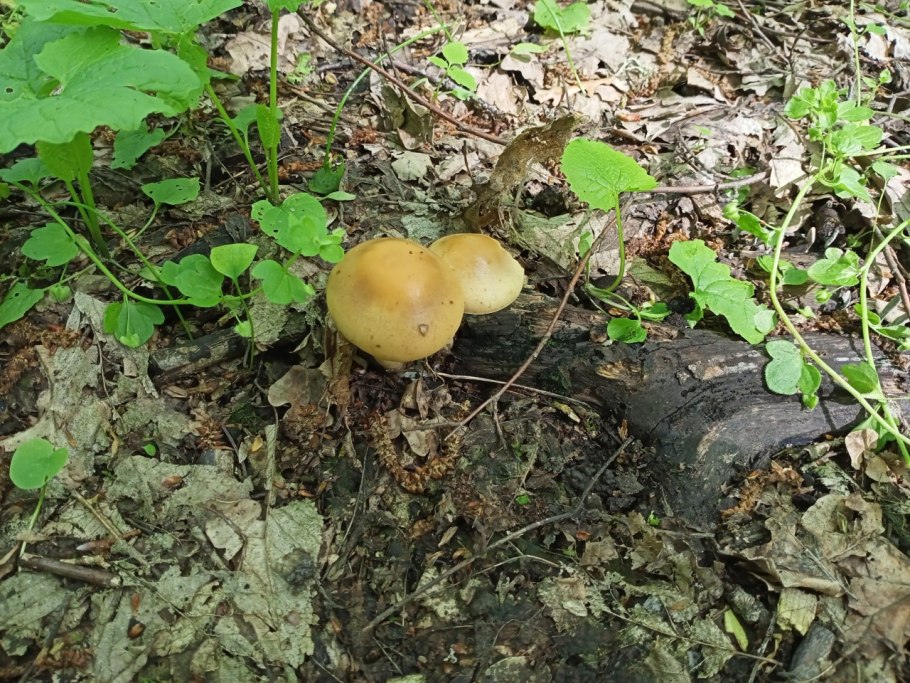 Грибы растущие в акации осенью