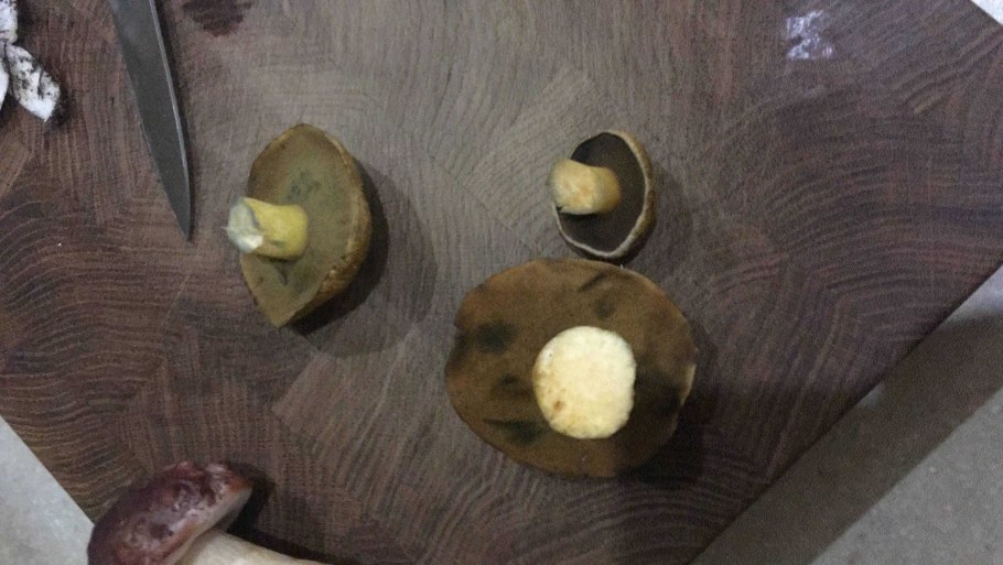 Грибы рядовки Ведьмин круг