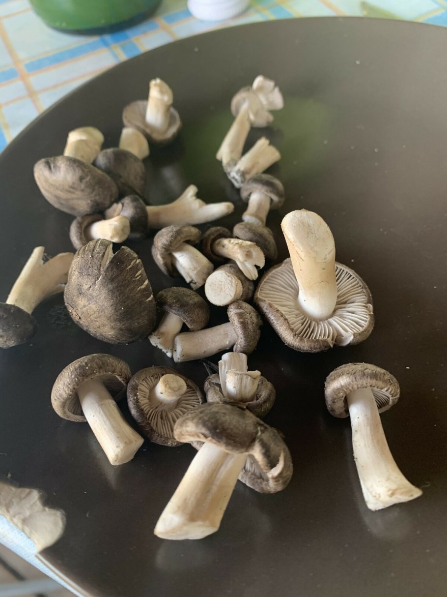 Грибы растущие а пещерах