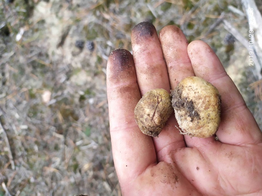 Грибы грузди растут