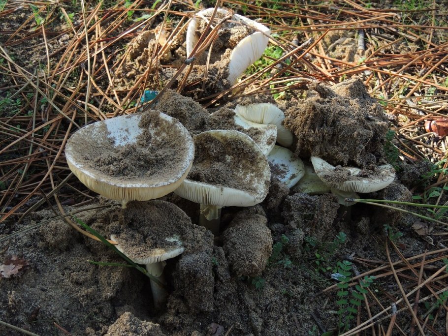 Гименофор Boletus edulis