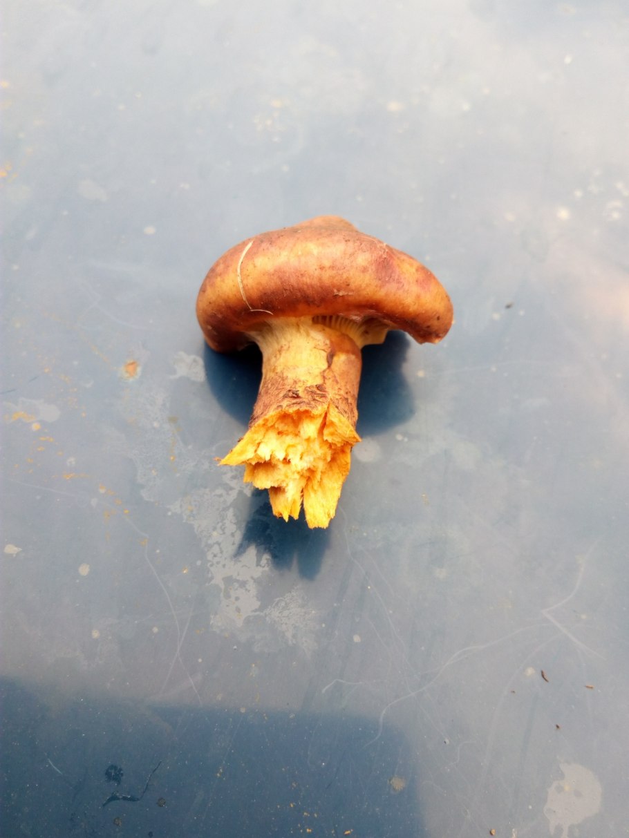 Грибы выросли в саду под абрикосой