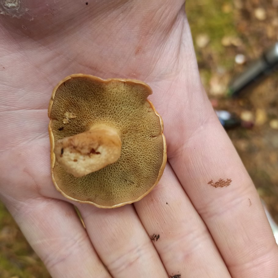 Грибы с иголками под шляпкой 6 букв