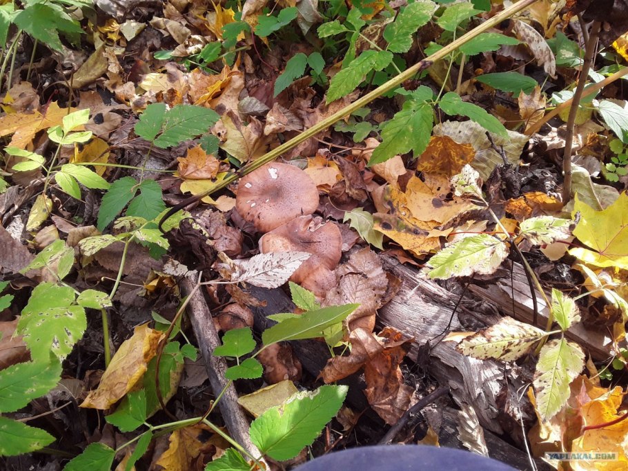 Грибы растущие толпой