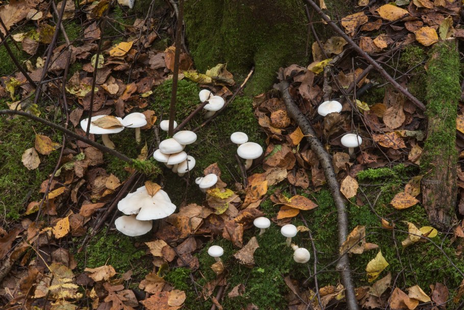Грибы под пихтой