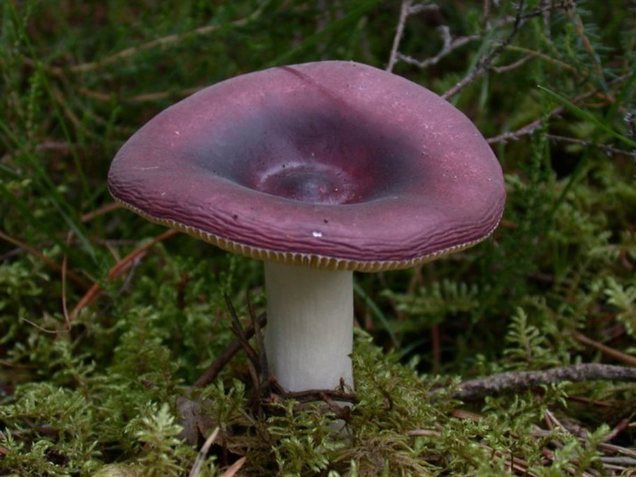 Сыроежка Гороховик