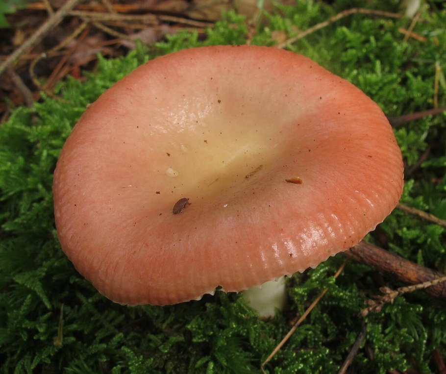 Сыроежка турецкая (Russula Turci)