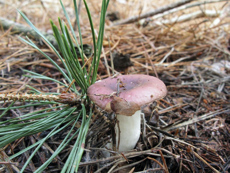 Сыроежка синяя