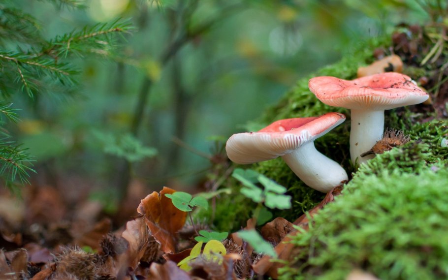 Красноголовики сыроежки