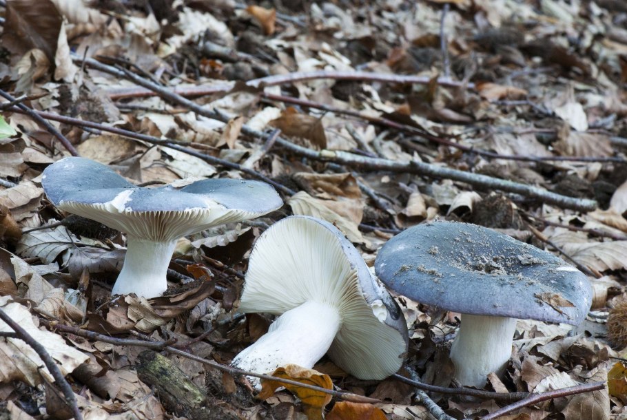 Сыроежка коричневая