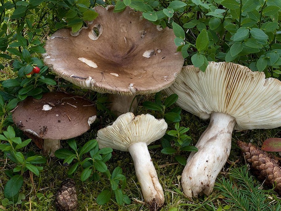 Подгруздок чёрный russula adusta