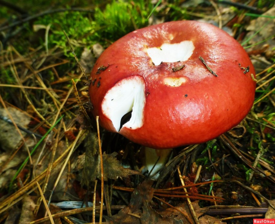 Гриб сыроежка келе