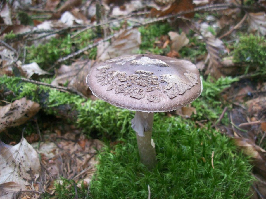 Сыроежка жгучеедкая