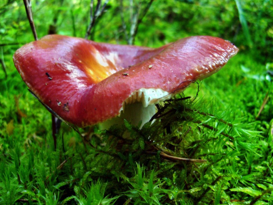 Сыроежки степные