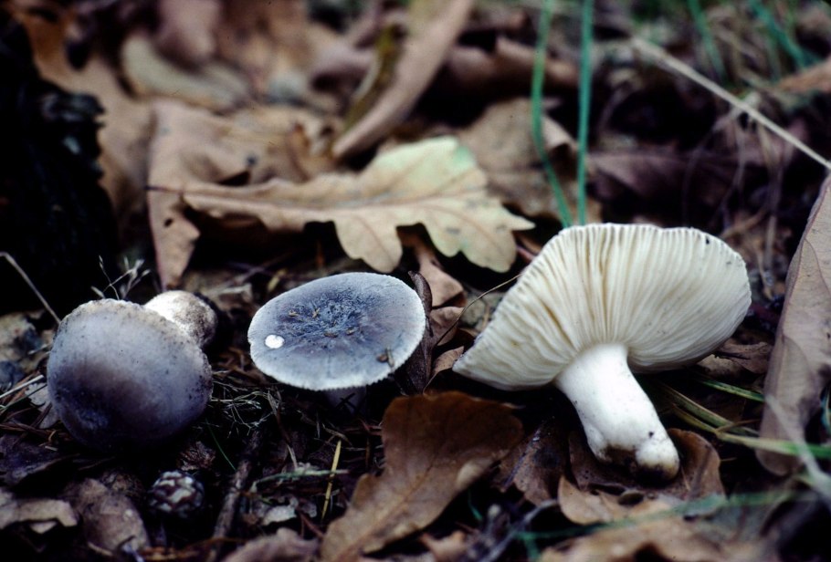 Russula azurea