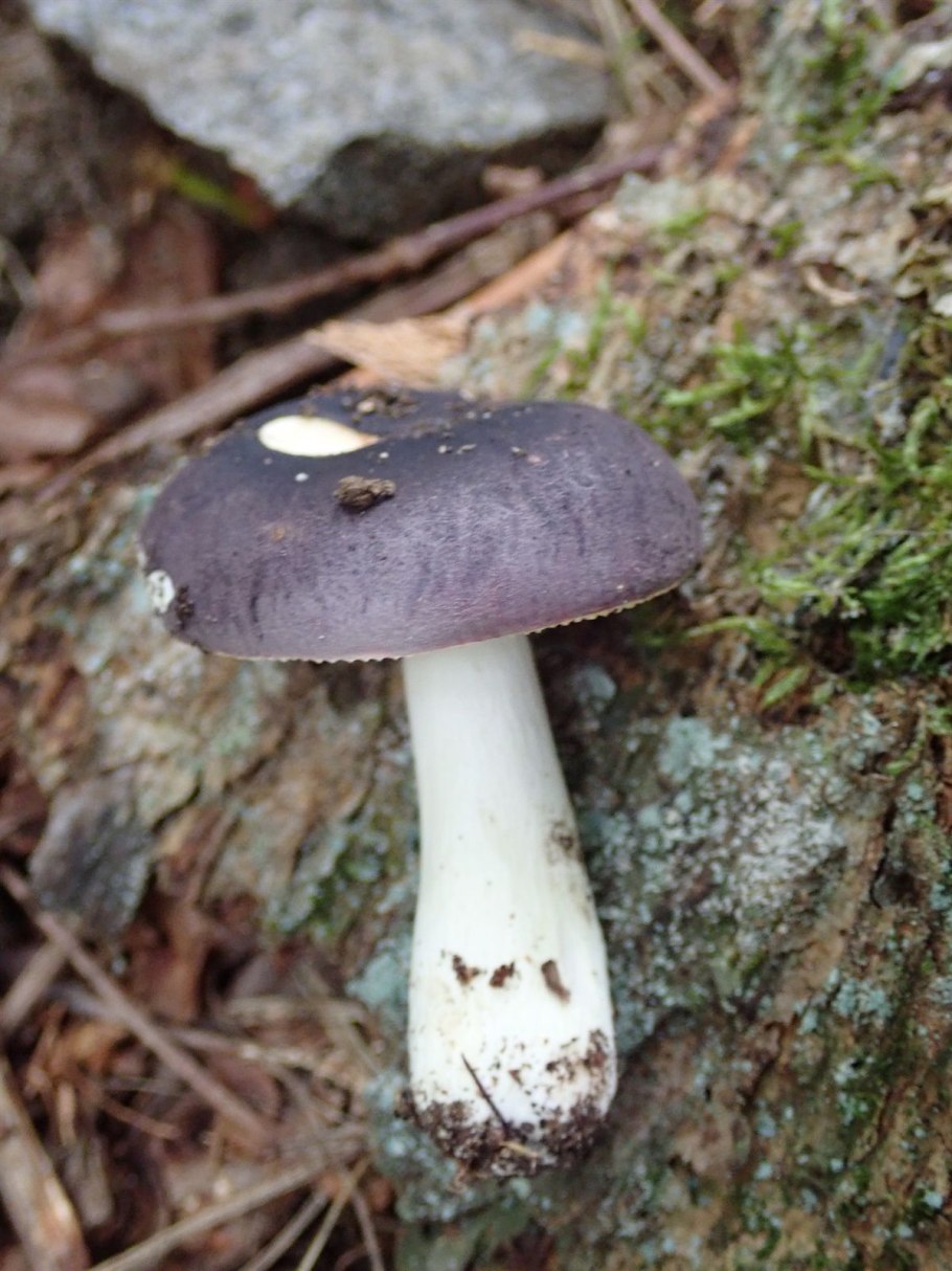 Russula azurea