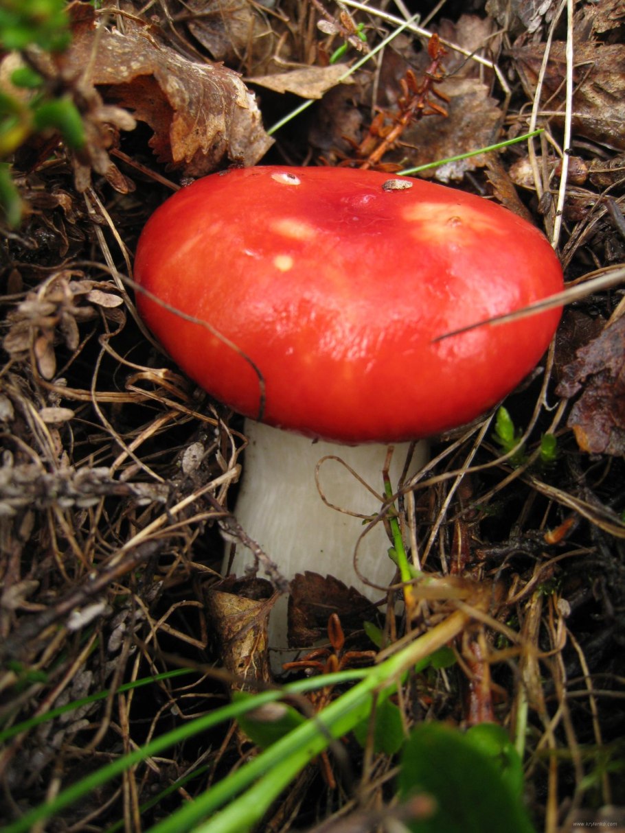 Гриб Russula cyanoxantha