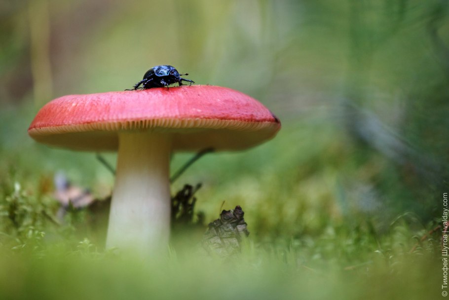 Сыроежки разноцветные грибы