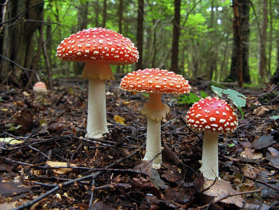 Агарики грибы