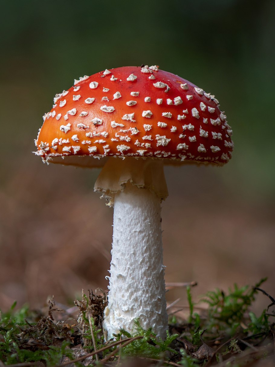 Amanita Ponderosa гриб