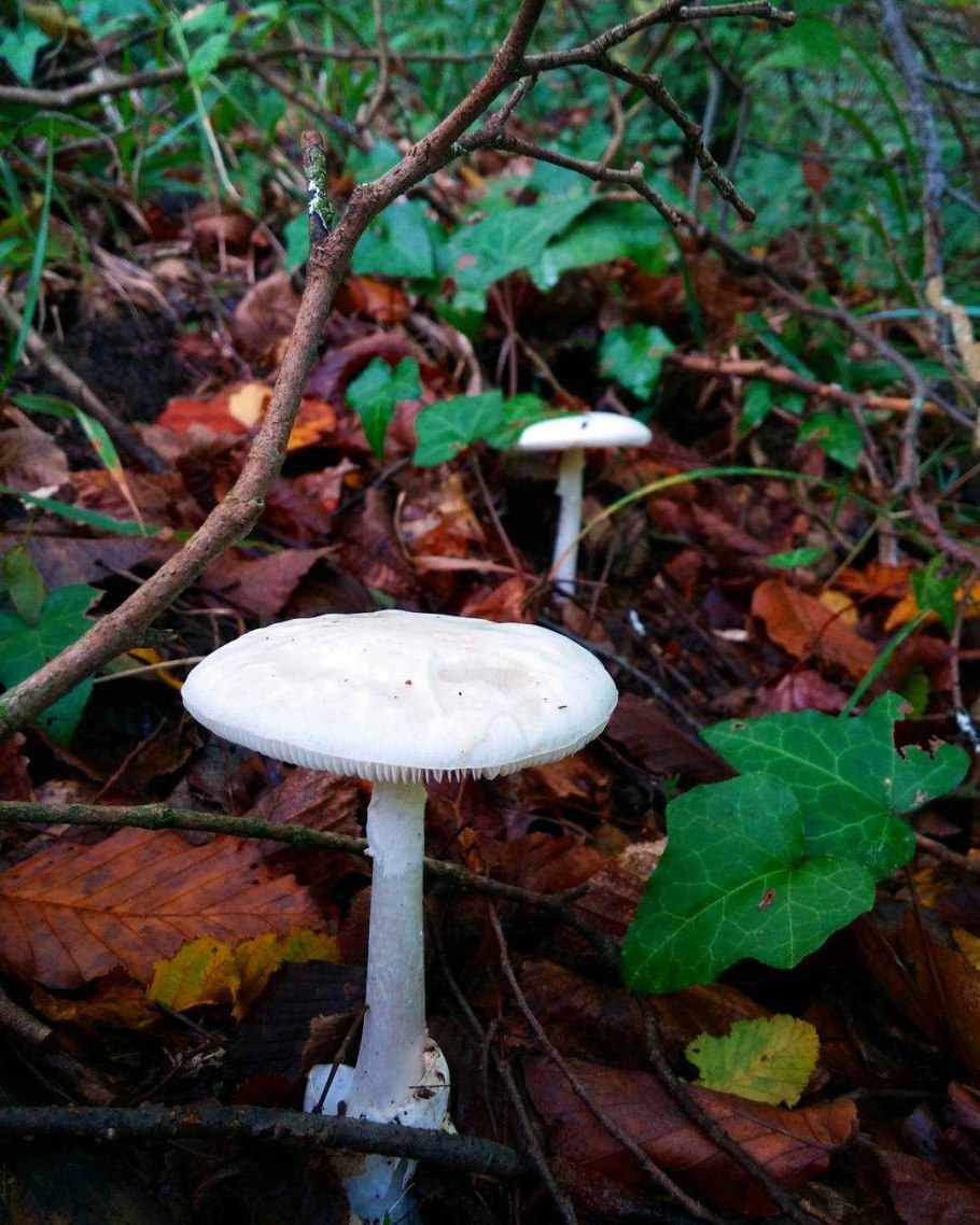 Грибы Аманита Мускария