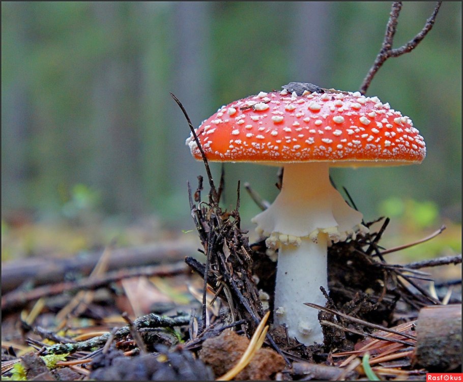 Аманита Мускария
