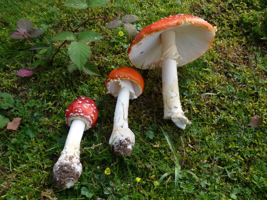 Шляпка и ножка у мухомора