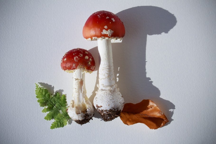 Поплавок чёрный (Amanita pachycolea)