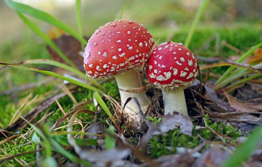Мухомор красный ареал