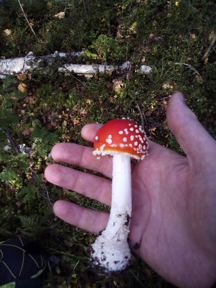 Текстура мухомора