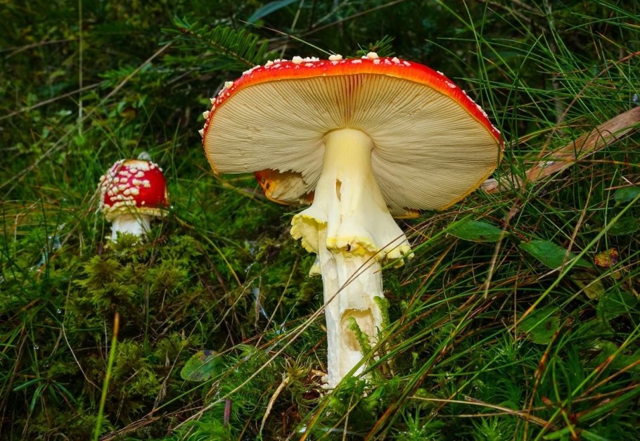 Бледная поганка и красный мухомор