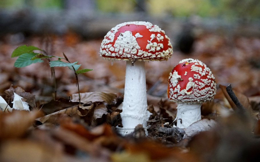 Грибы Toadstool