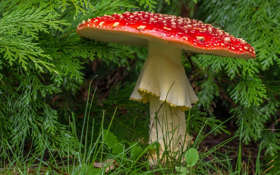 Мухомор фото на белом фоне