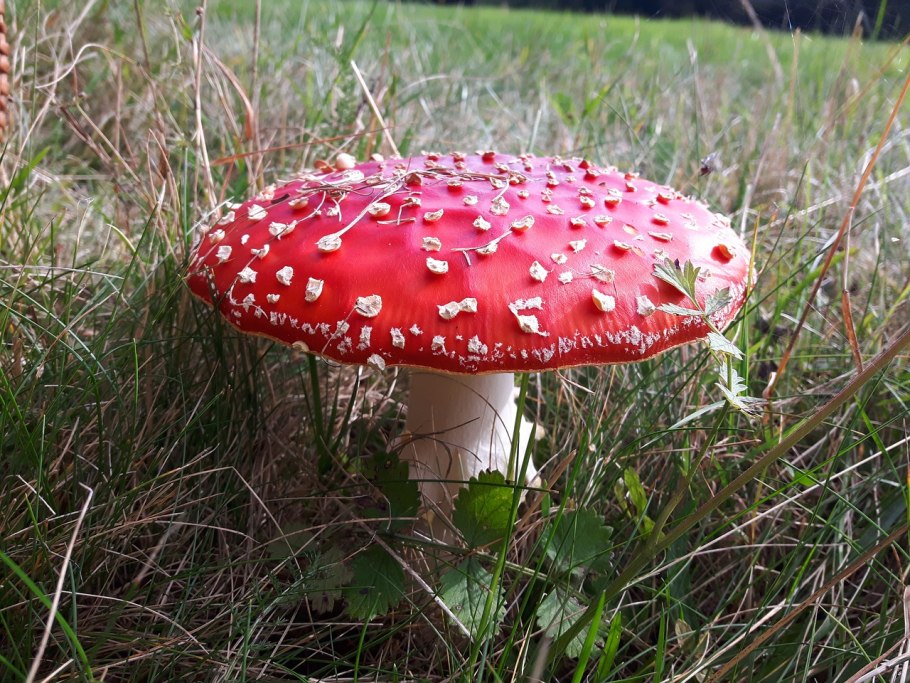 Грибочки поганки на холсте с глазами