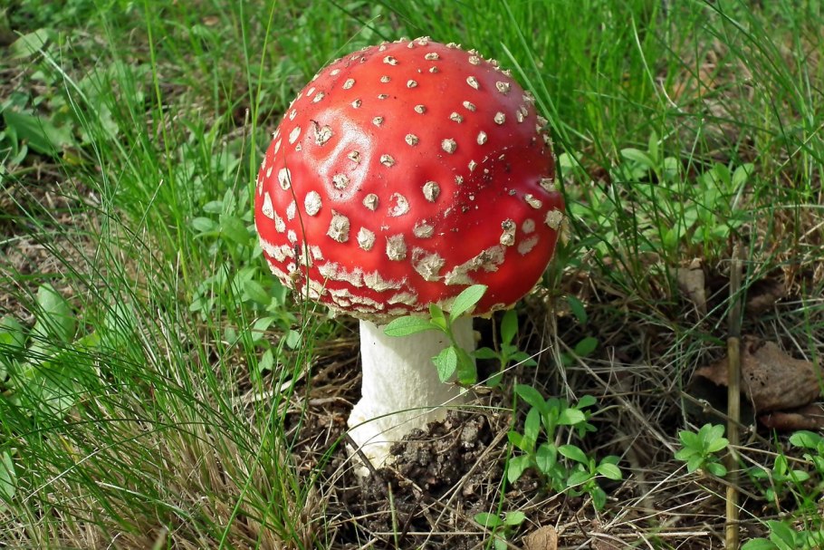 Гриб зонтик поганка