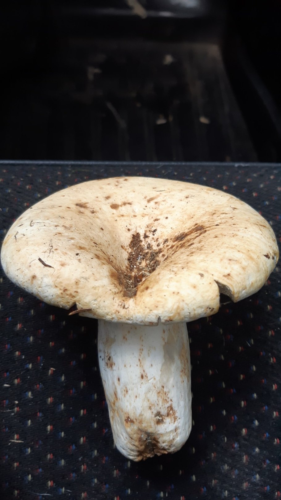 Осиновый груздь (Lactarius controversus)