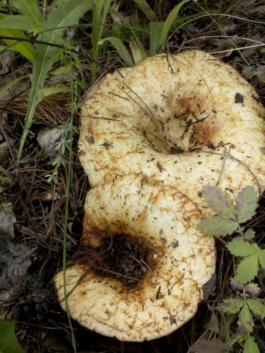 Груздь водянистозоновый (Lactarius aquizonatus)